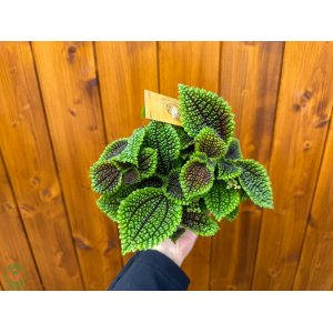 Pilea (Pilea mollis) ´MOON VALLEY´ - Ø 20 cm, kont. C1L
